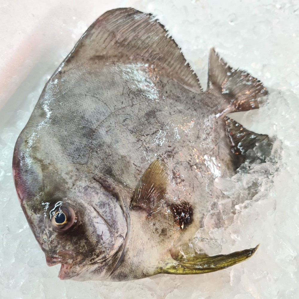 Promotion Round Batfish